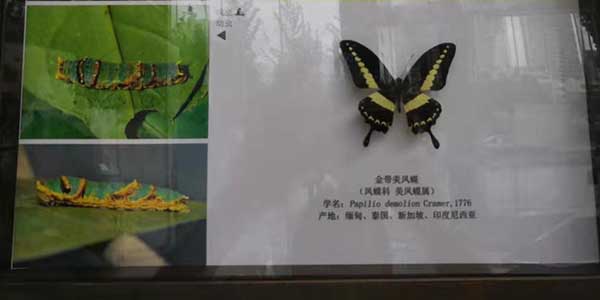 蝴蝶引發的人生思索-速耐氣動工具